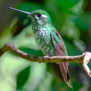 Colibri de Benjamin