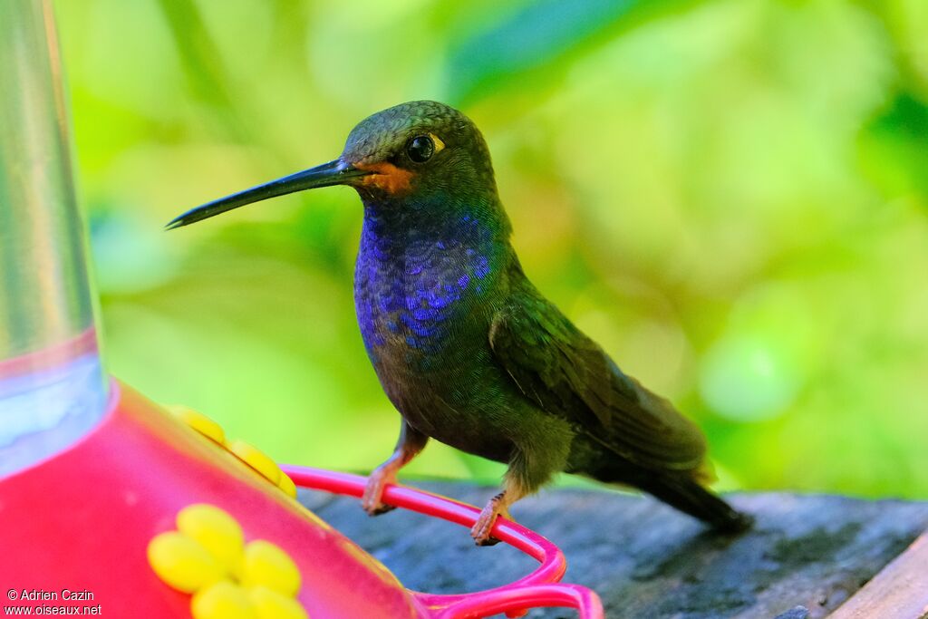 Rufous-gaped Hillstaradult, identification