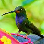 Colibri de Bouguer