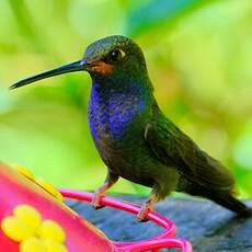 Colibri de Bouguer