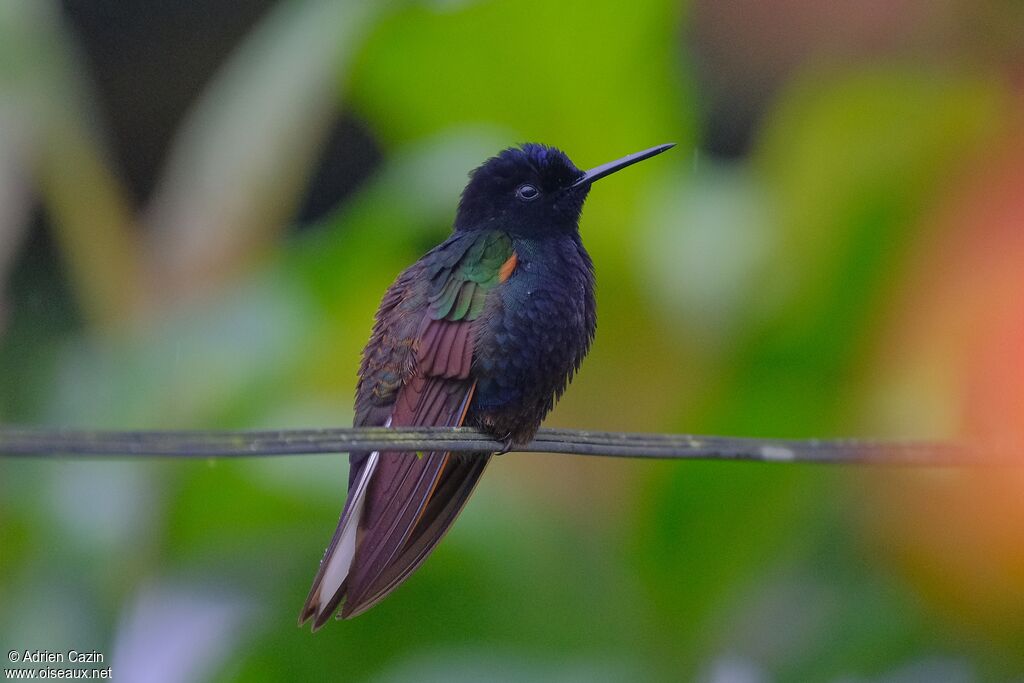 Velvet-purple Coronetadult