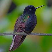 Colibri de Jardine