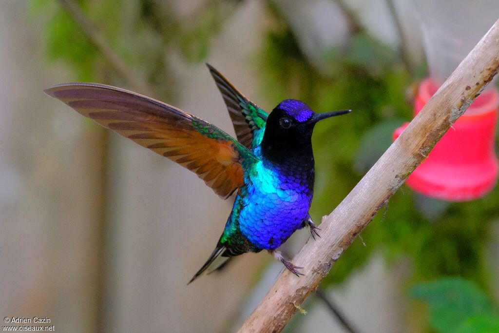 Colibri de Jardineadulte, Comportement