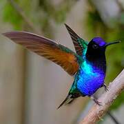 Colibri de Jardine