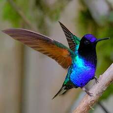 Colibri de Jardine