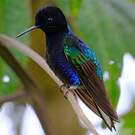Colibri de Jardine