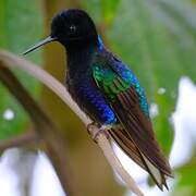 Colibri de Jardine