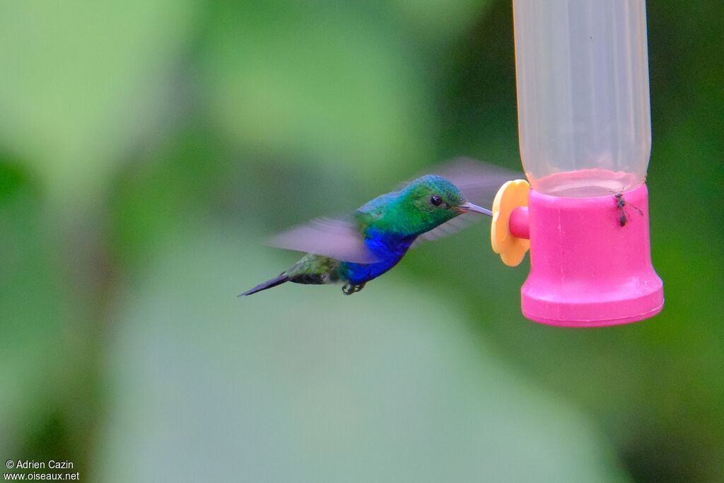 Violet-bellied Hummingbird male adult, eats