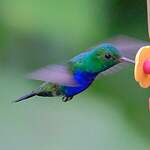 Colibri de Julie