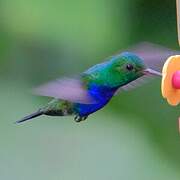 Colibri de Julie