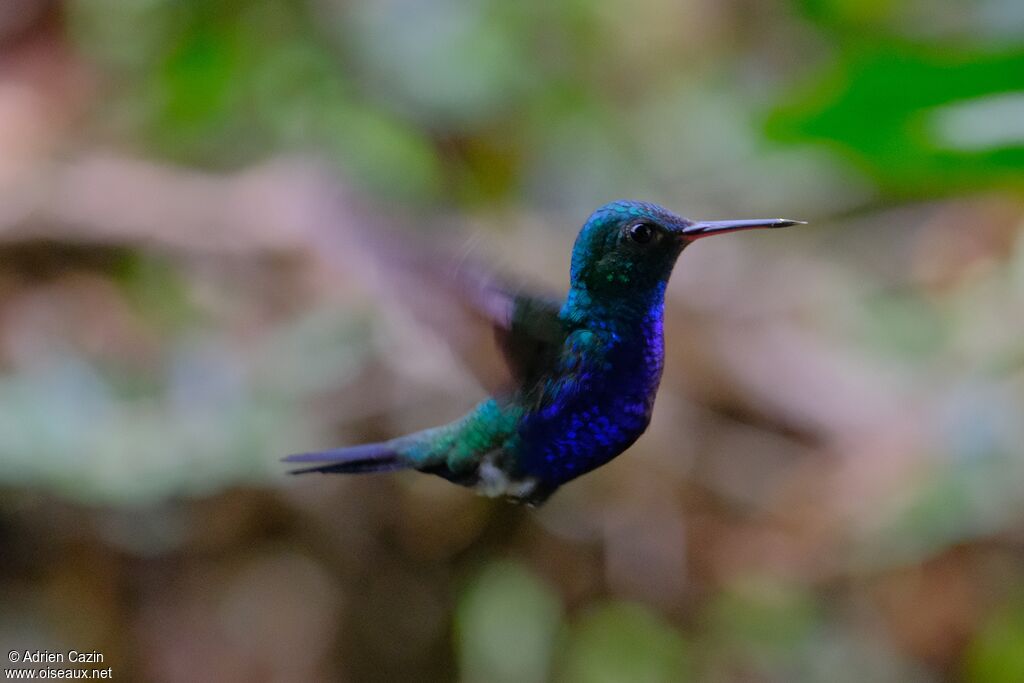 Colibri de Julie mâle adulte, Vol
