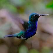 Colibri de Julie