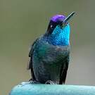 Colibri de la Talamanca