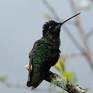 Colibri de la Talamanca