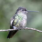 Colibri de la Talamanca