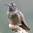 Colibri de la Talamanca
