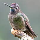 Colibri de la Talamanca