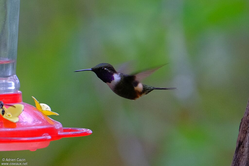 Purple-throated Woodstar male adult, Flight
