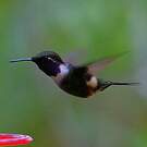Colibri de Mitchell