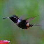Colibri de Mitchell
