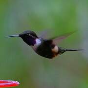 Colibri de Mitchell