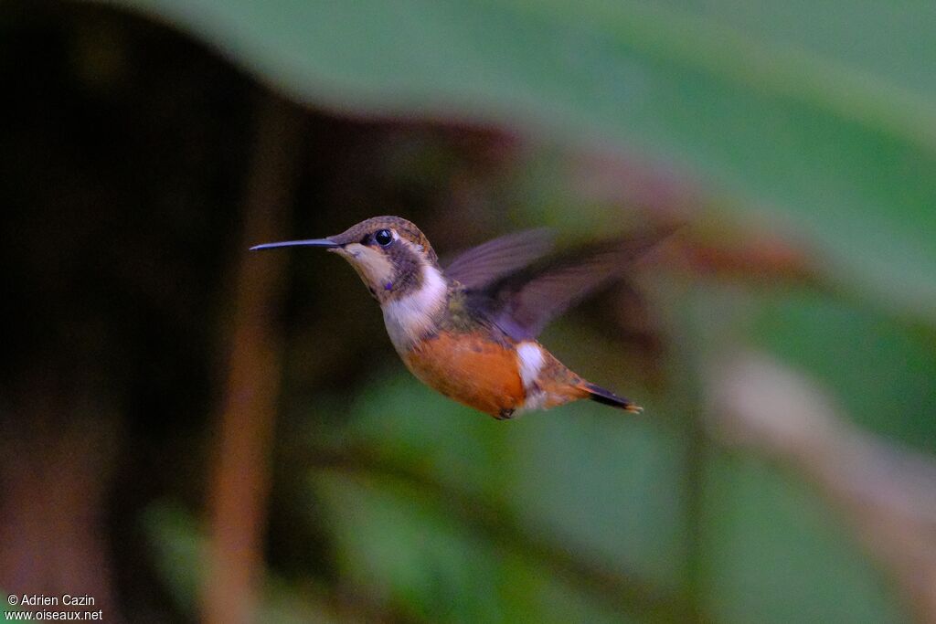 Colibri de Mitchell femelle adulte, Vol