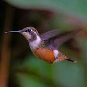 Colibri de Mitchell