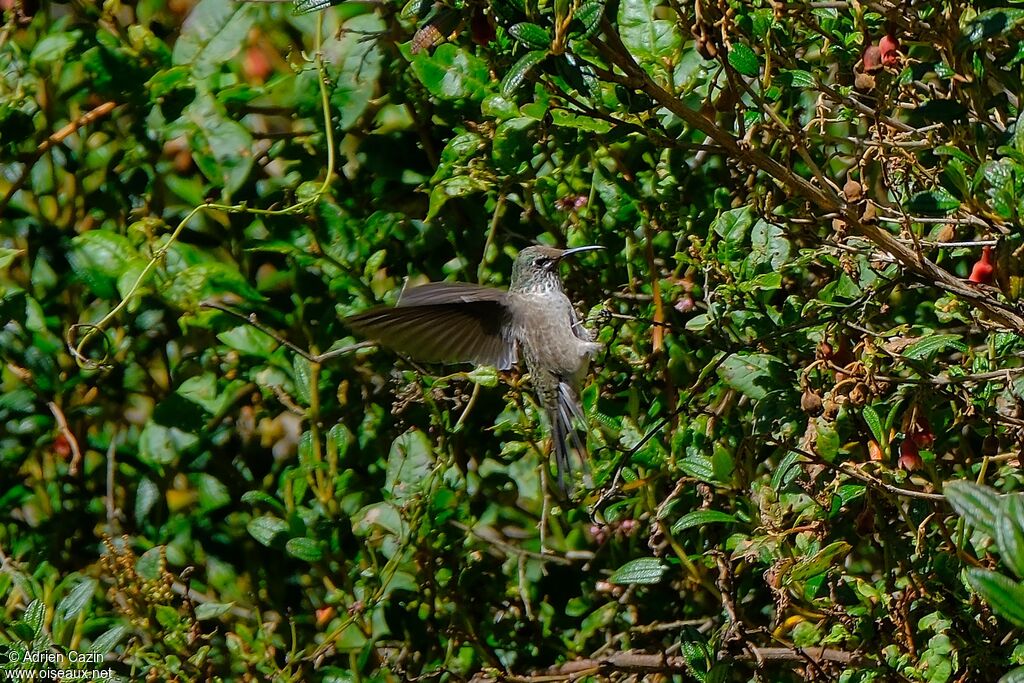 Ecuadorian Hillstar female adult