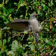 Colibri du Chimborazo