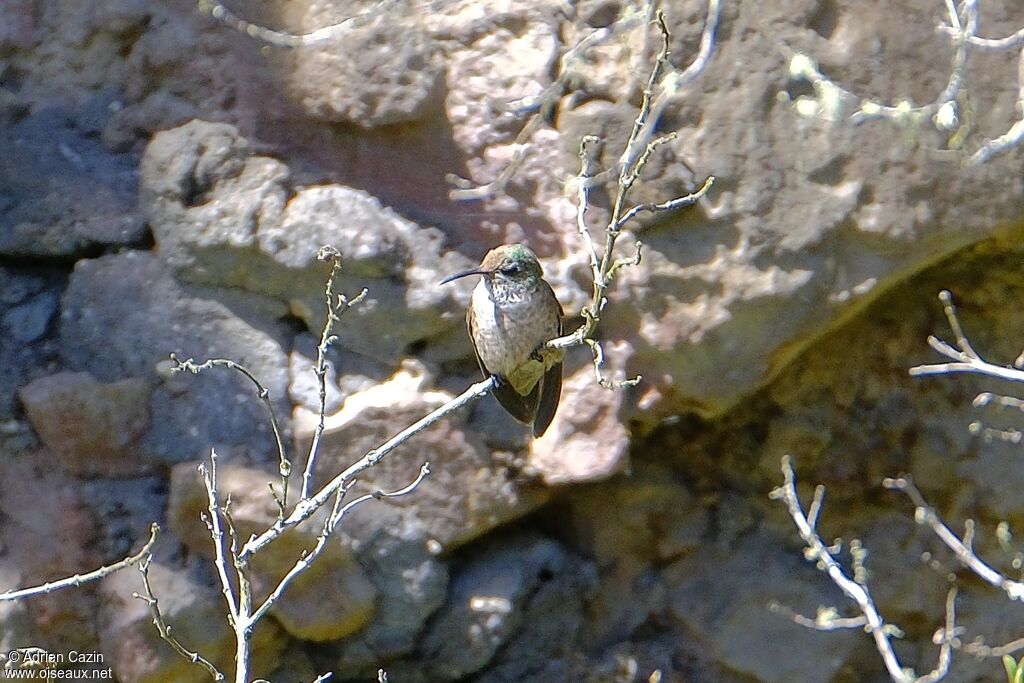 Colibri du Chimborazo femelle adulte
