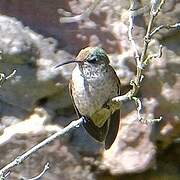 Colibri du Chimborazo