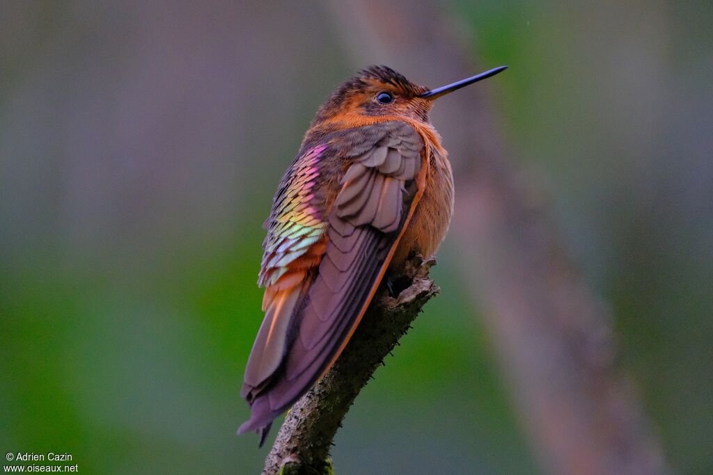 Shining Sunbeamadult, identification, aspect