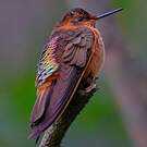 Colibri étincelant