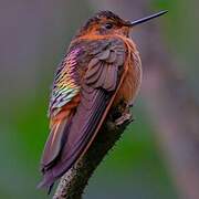 Colibri étincelant