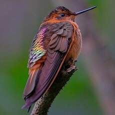 Colibri étincelant