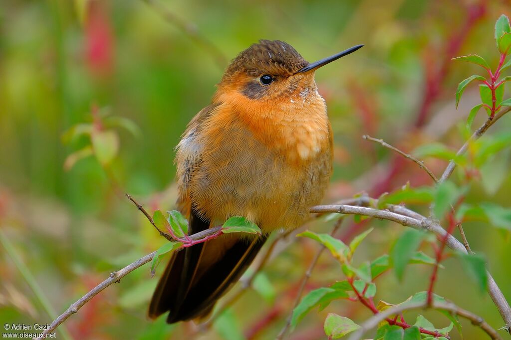 Colibri étincelantadulte, portrait