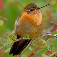 Colibri étincelant