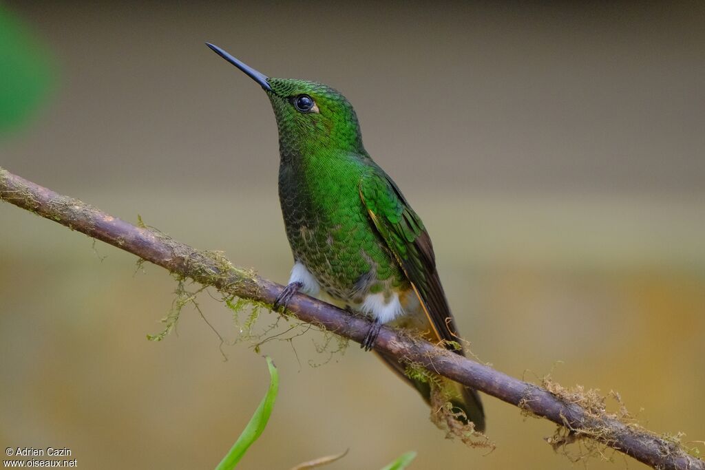 Buff-tailed Coronetadult, identification
