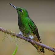 Colibri flavescent