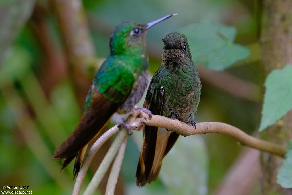 Colibri flavescentadulte