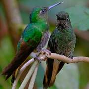 Colibri flavescent