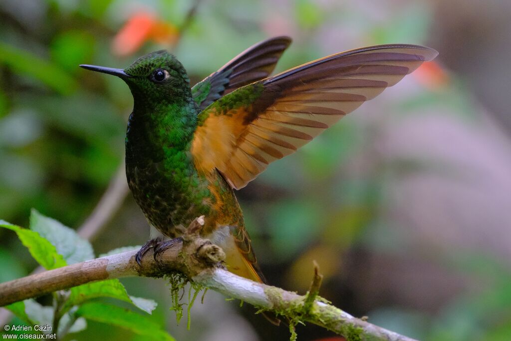 Colibri flavescentadulte, identification, Comportement