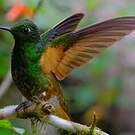 Colibri flavescent