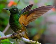 Colibri flavescent