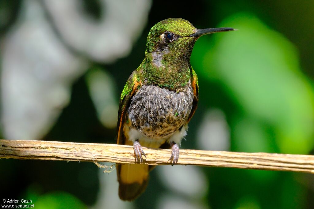 Colibri flavescentadulte, mue