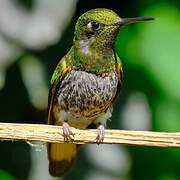 Colibri flavescent