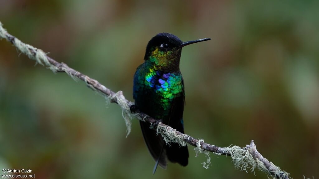 Colibri insigneadulte, identification