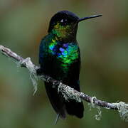 Fiery-throated Hummingbird