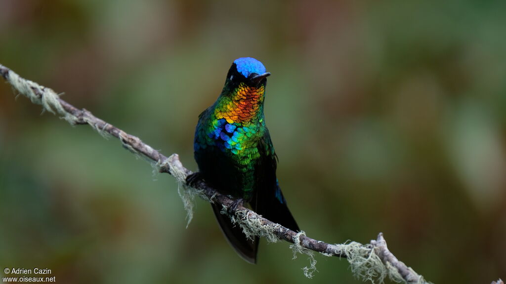 Fiery-throated Hummingbirdadult, identification