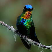 Fiery-throated Hummingbird